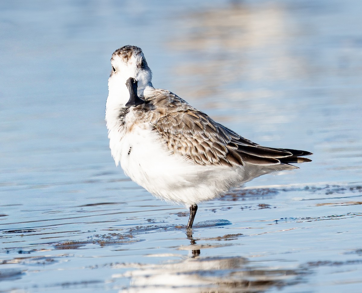 Spoon-billed Sandpiper - ML642506085