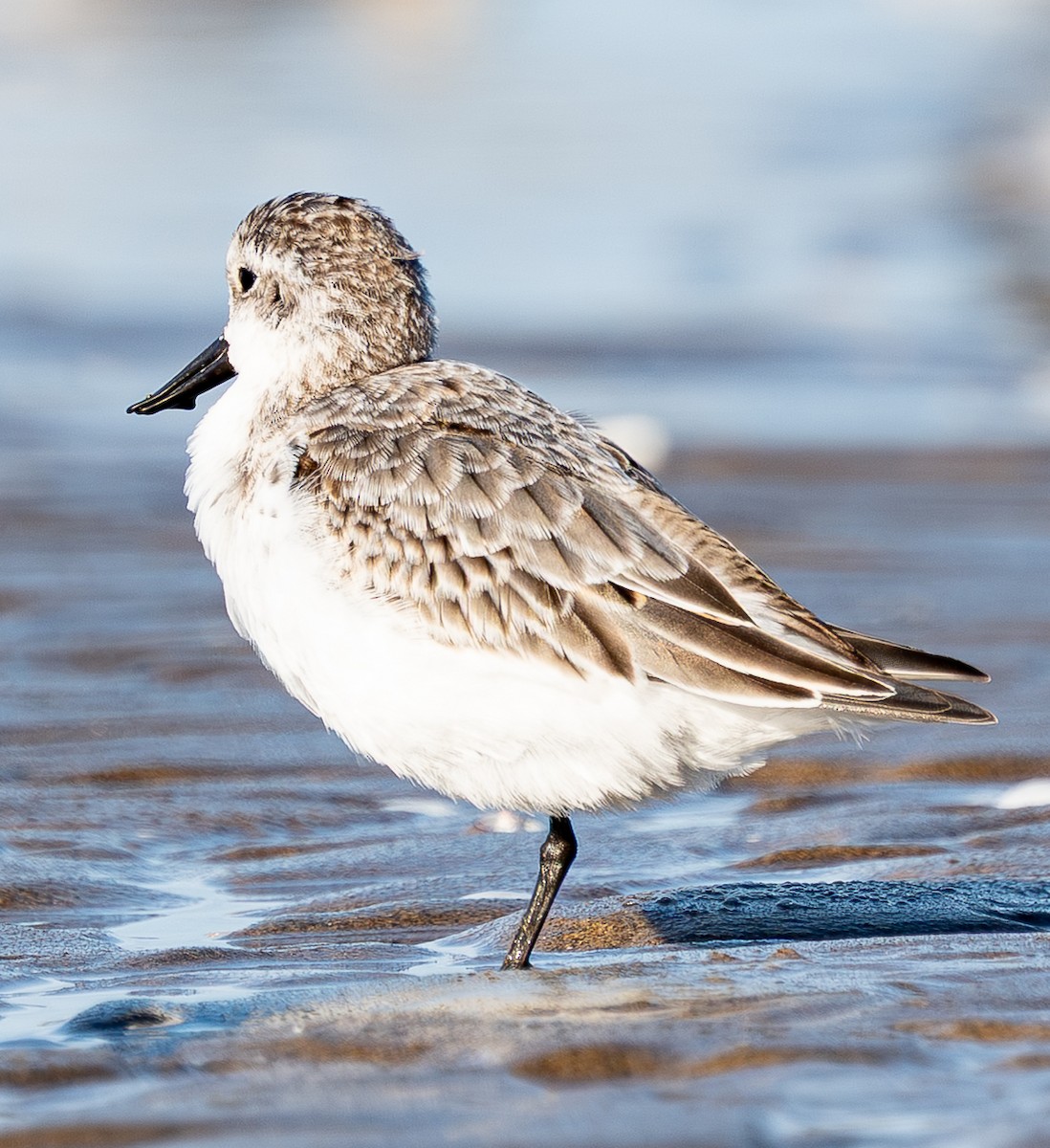 Spoon-billed Sandpiper - ML642506086