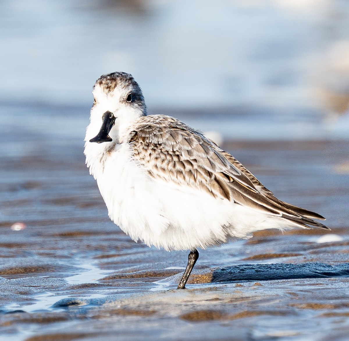 Spoon-billed Sandpiper - ML642506087