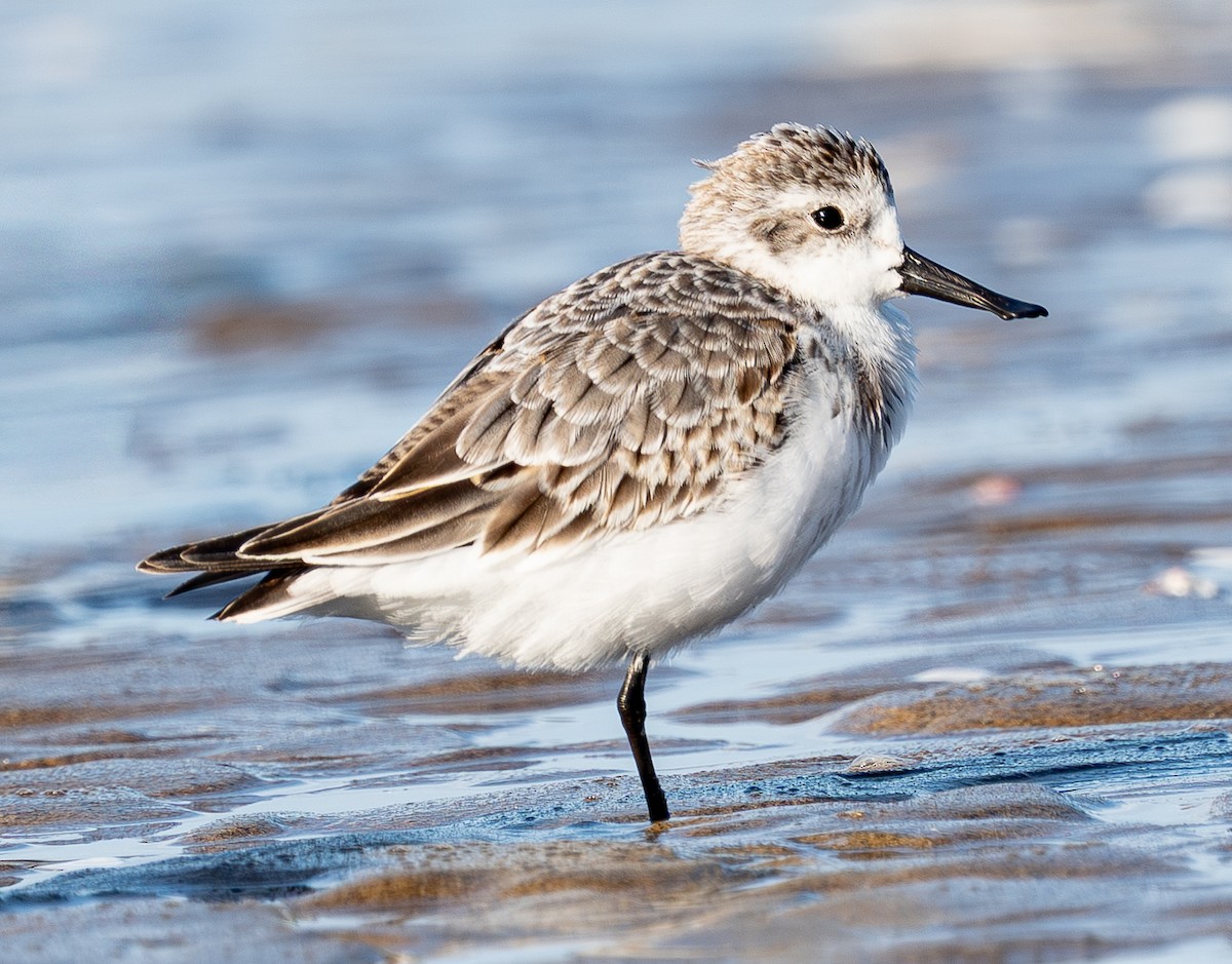 Spoon-billed Sandpiper - ML642506088