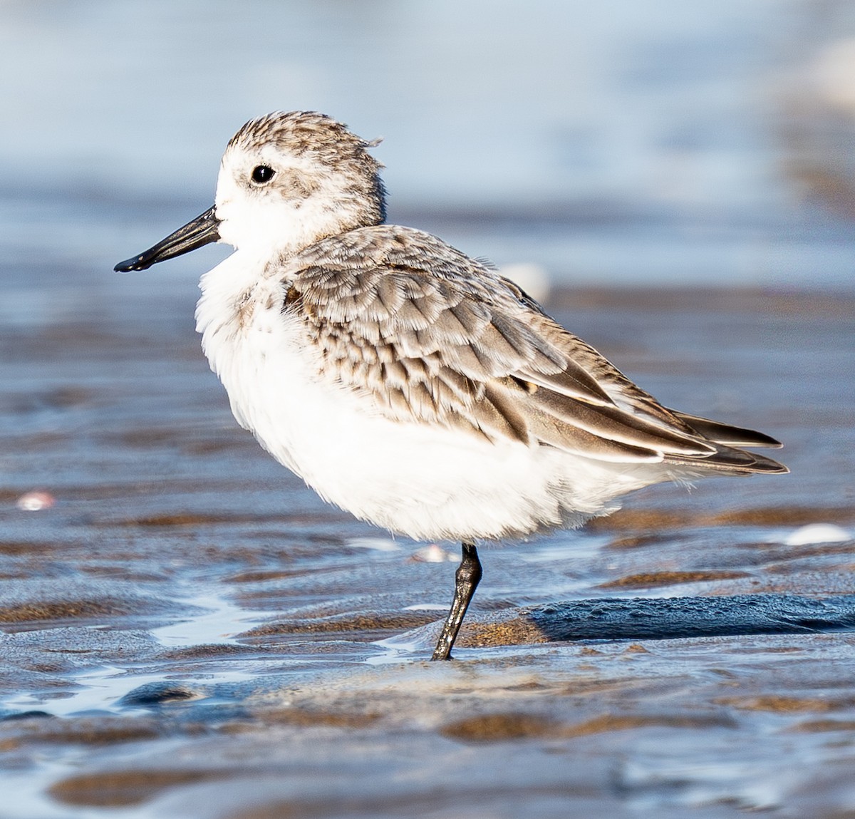 Spoon-billed Sandpiper - ML642506089