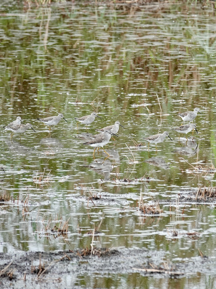 Lesser Yellowlegs - ML642506106