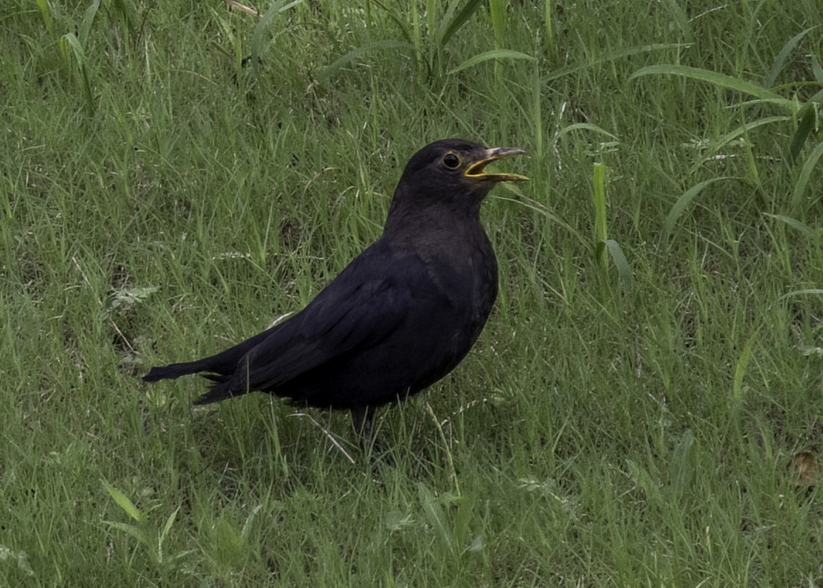 Chinese Blackbird - ML642506107