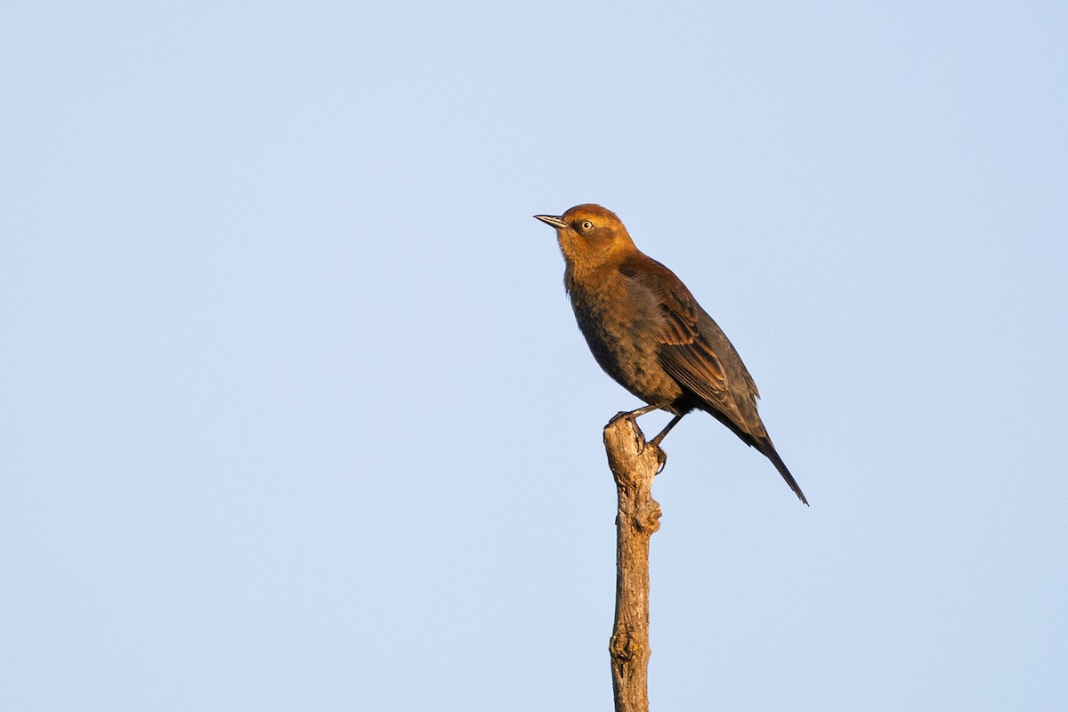 Rusty Blackbird - ML642506115