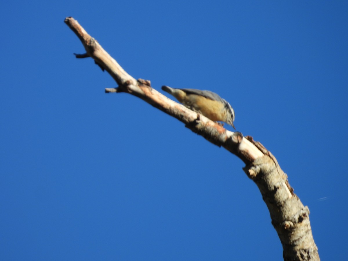 Red-breasted Nuthatch - ML642506122
