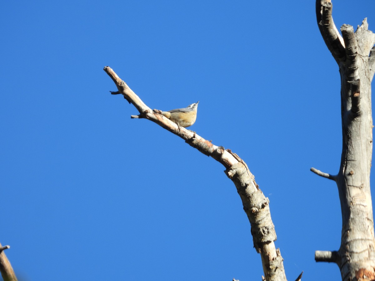 Red-breasted Nuthatch - ML642506123