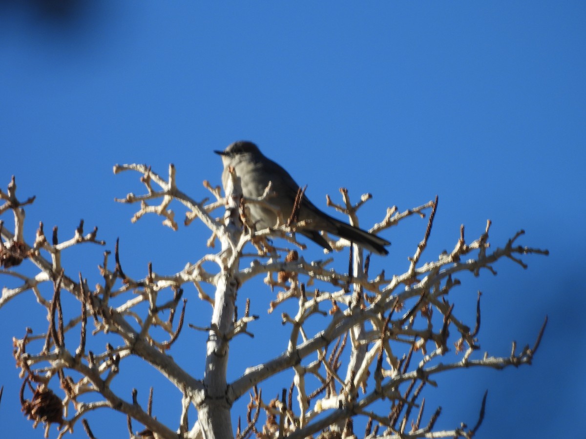 Animals - ML642506131