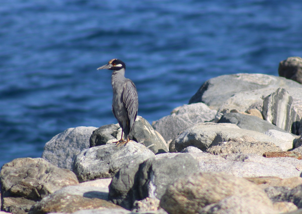 Yellow-crowned Night Heron - ML642506153
