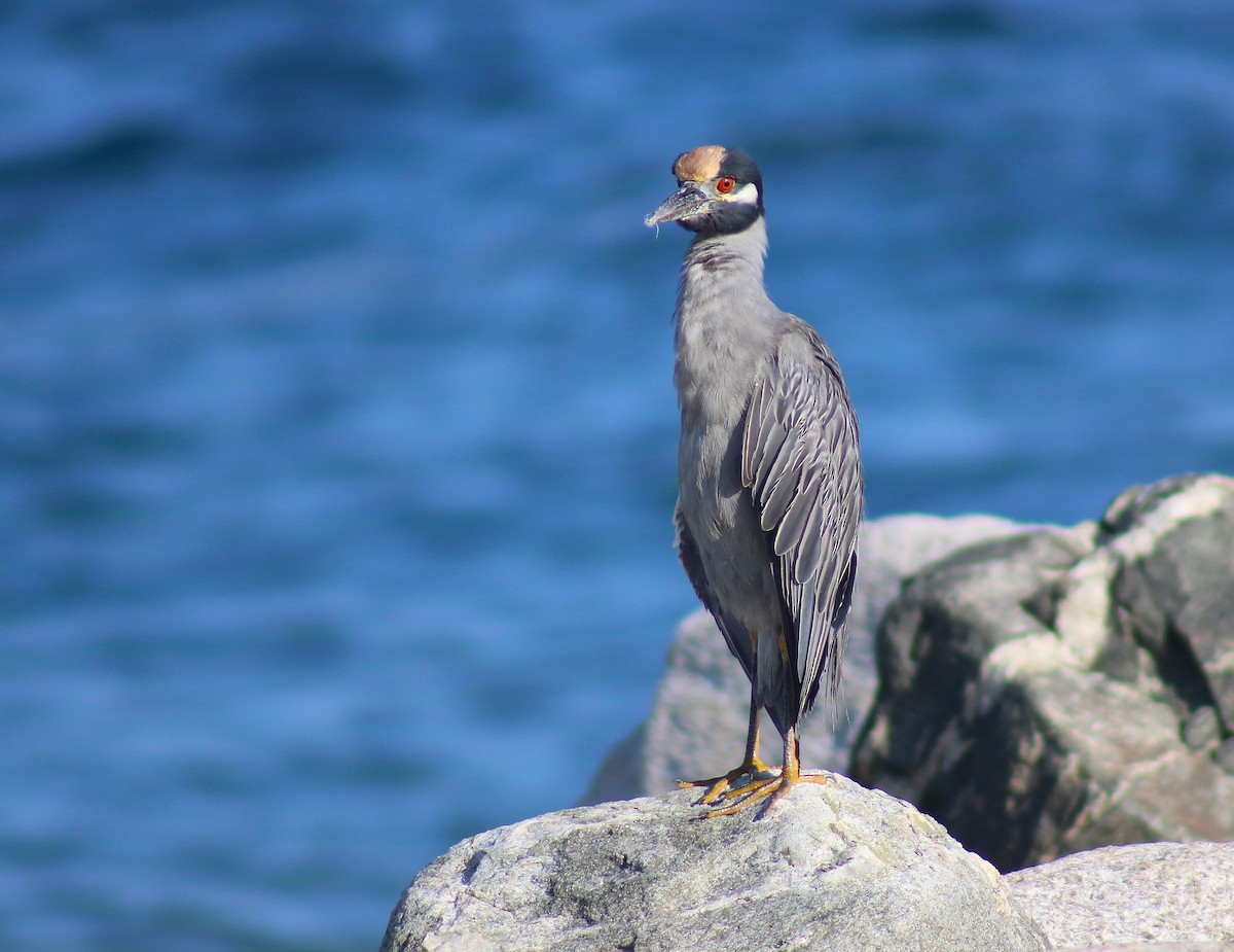 Yellow-crowned Night Heron - ML642506154