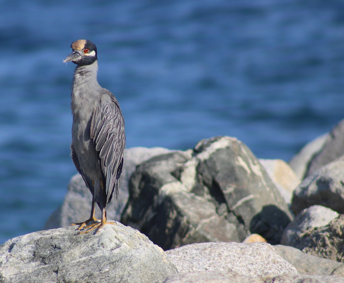 Yellow-crowned Night Heron - ML642506156