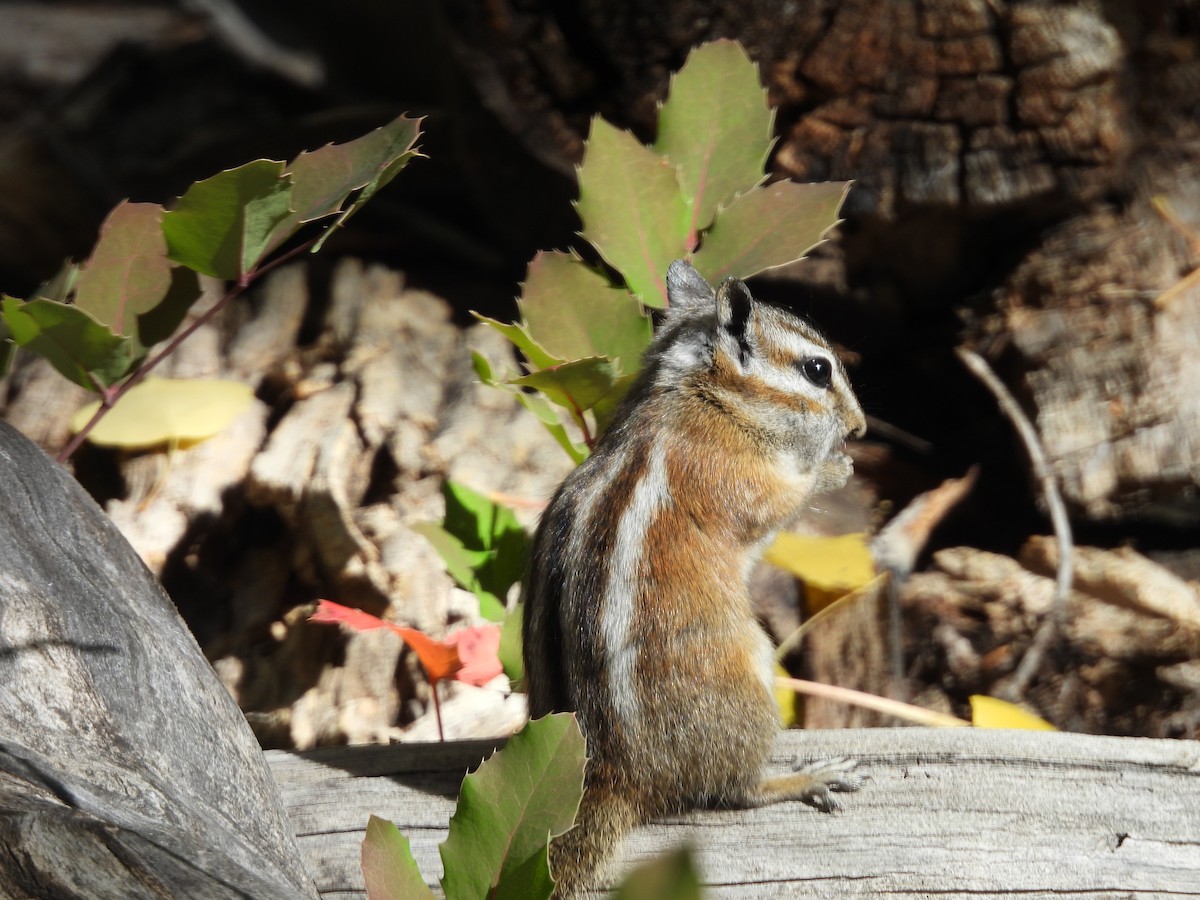 Animals - ML642506158