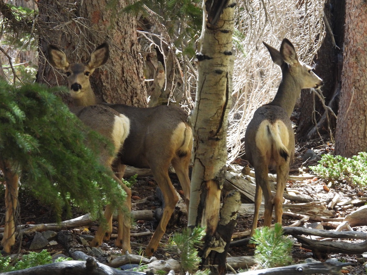 Animals - ML642506159