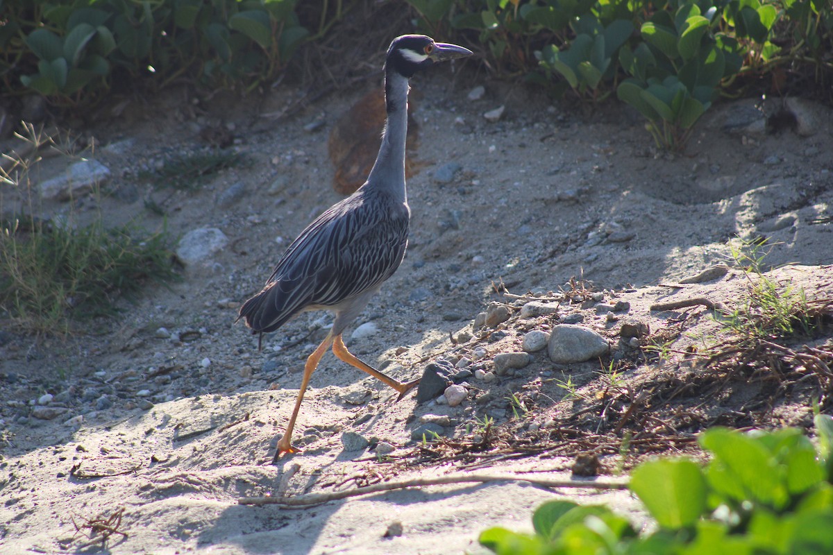 Yellow-crowned Night Heron - ML642506175