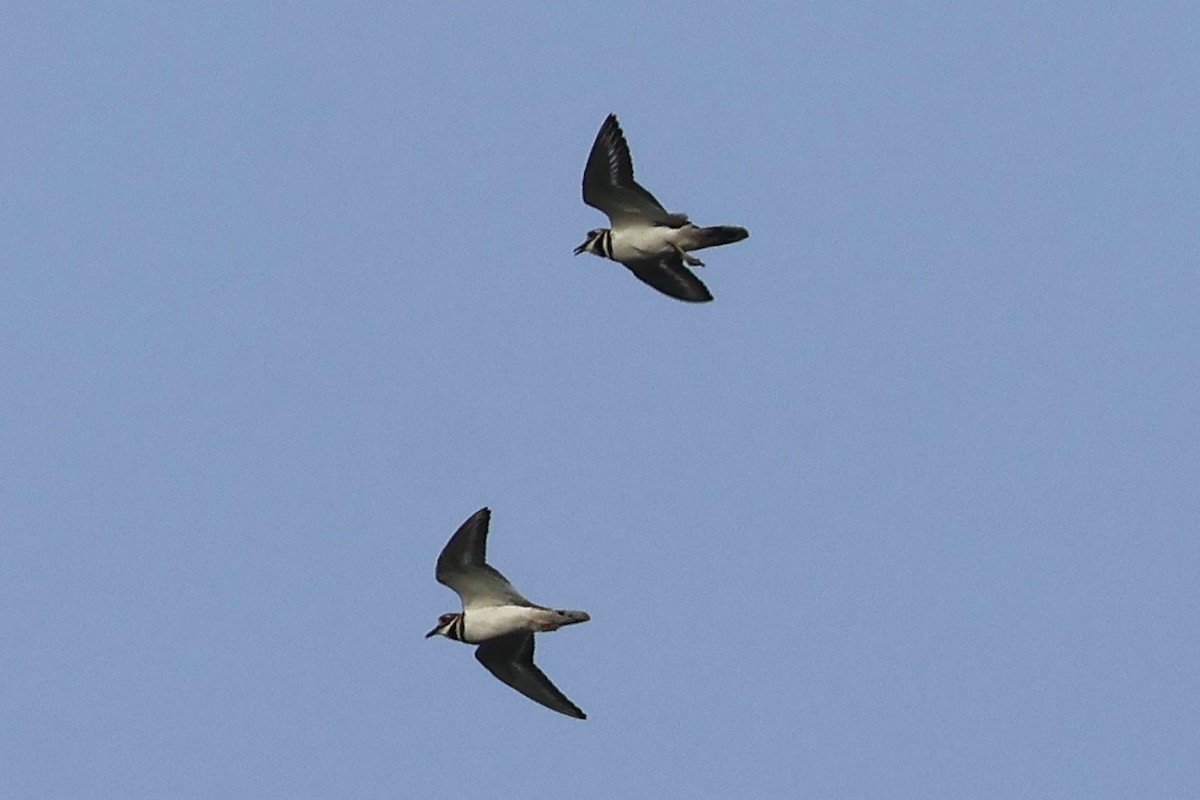 Killdeer - ML642506176