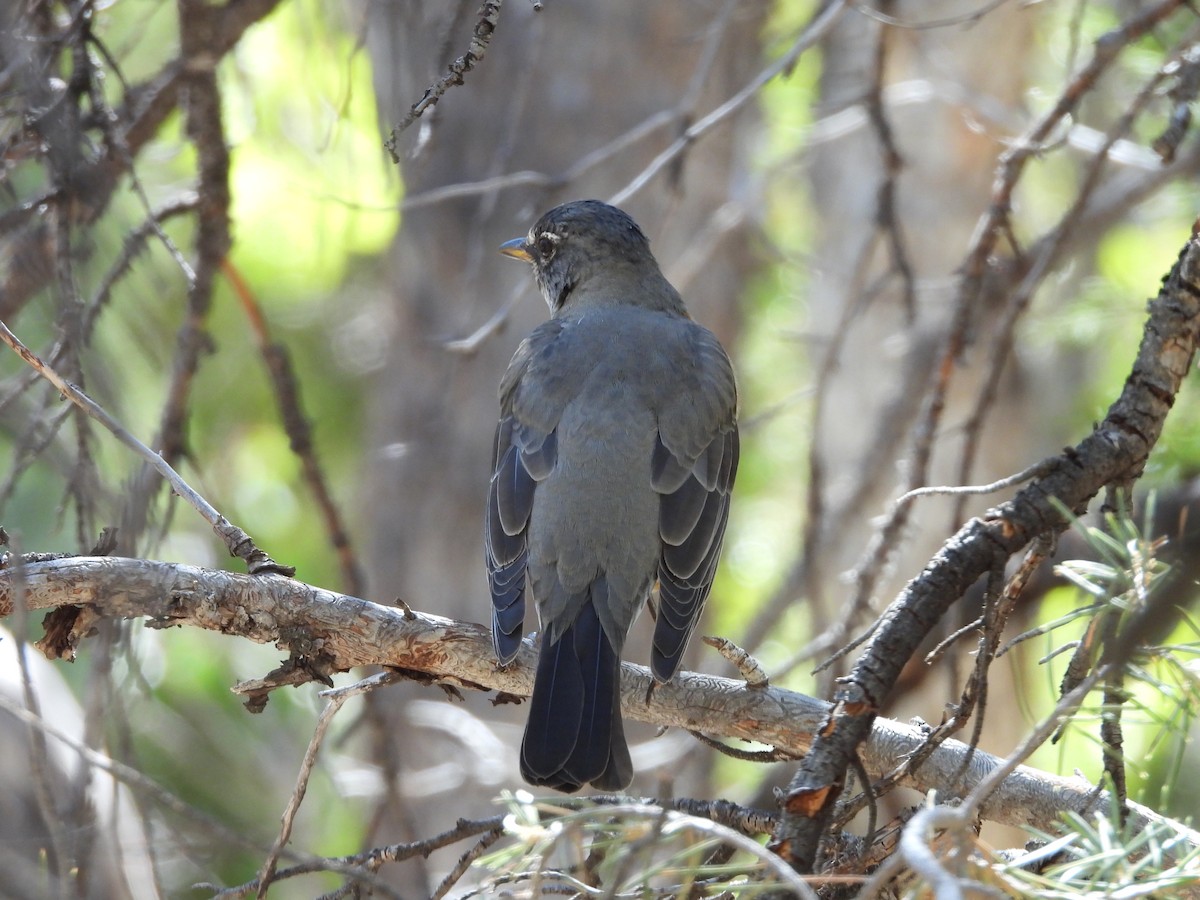 American Robin - ML642506207