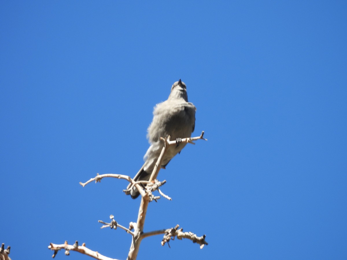 Townsend's Solitaire - ML642506214