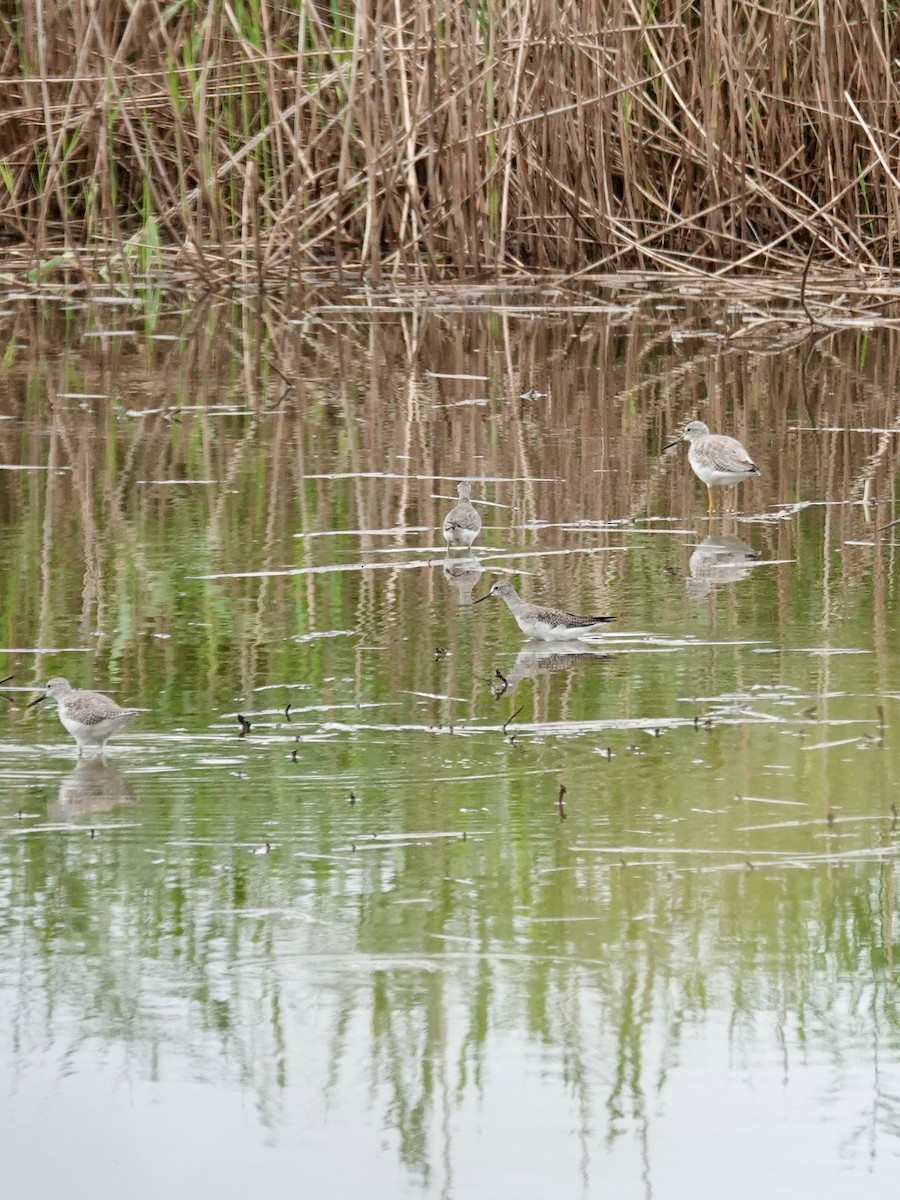 Greater Yellowlegs - ML642506232