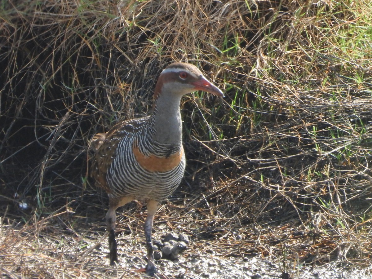 Buff-banded Rail - ML642506241