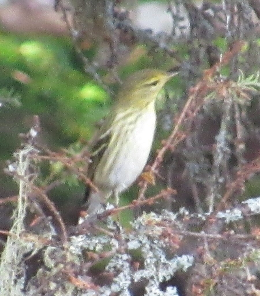 Blackpoll Warbler - ML642506261