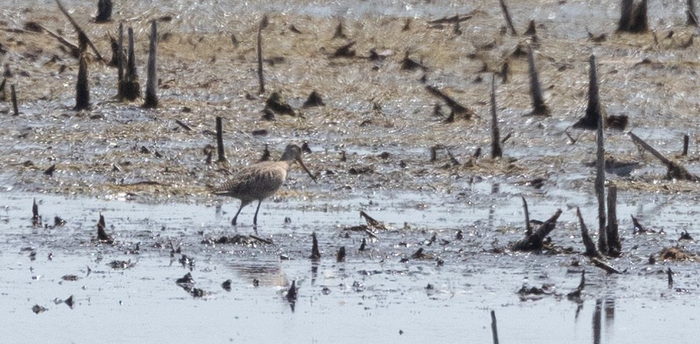 Marbled Godwit - ML642506326