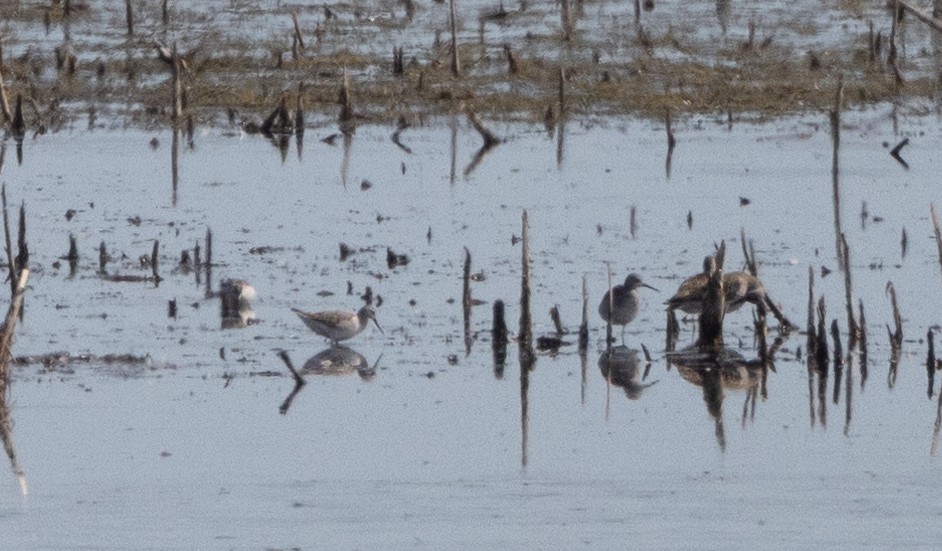 Wilson's Phalarope - ML642506328