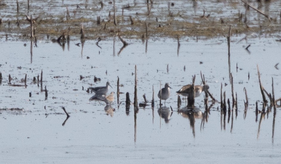 Wilson's Phalarope - ML642506333