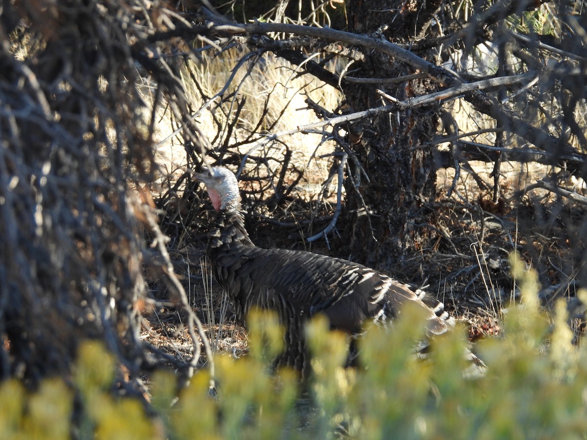 Wild Turkey - ML642506334