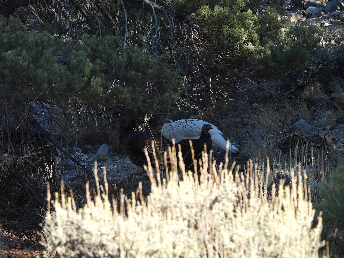 Wild Turkey - ML642506335