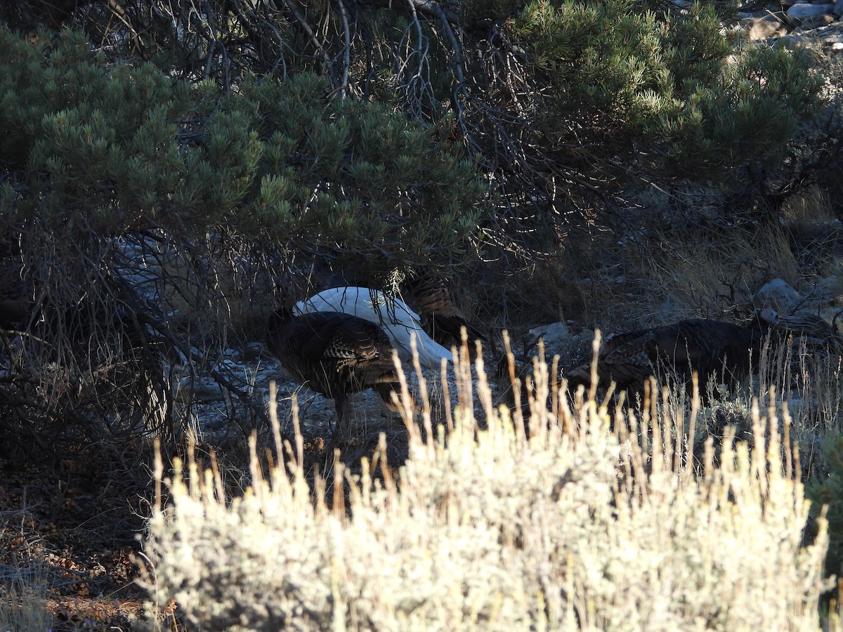 Wild Turkey - ML642506336