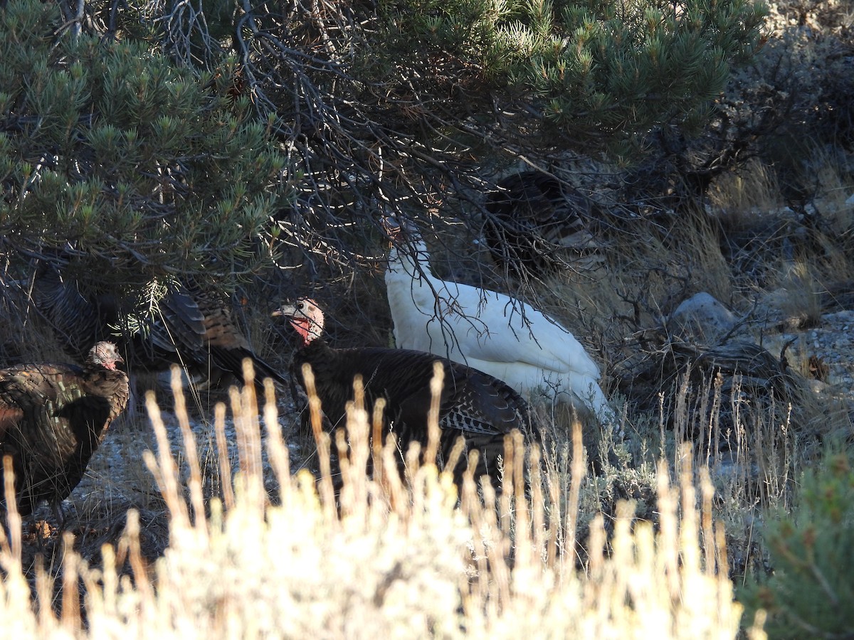 Wild Turkey - ML642506337