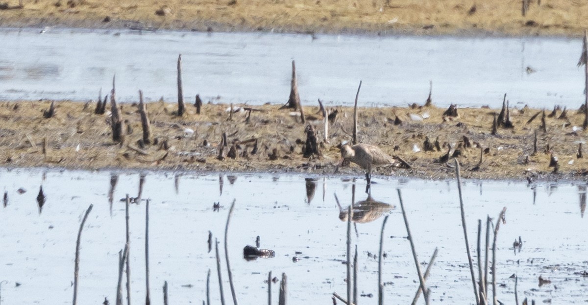 Marbled Godwit - ML642506339
