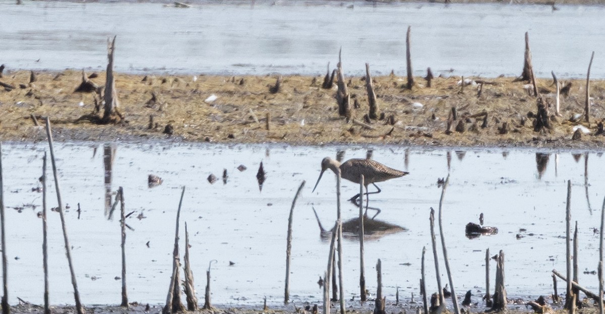 Marbled Godwit - ML642506340
