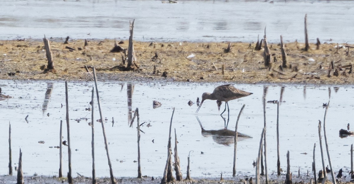 Marbled Godwit - ML642506341