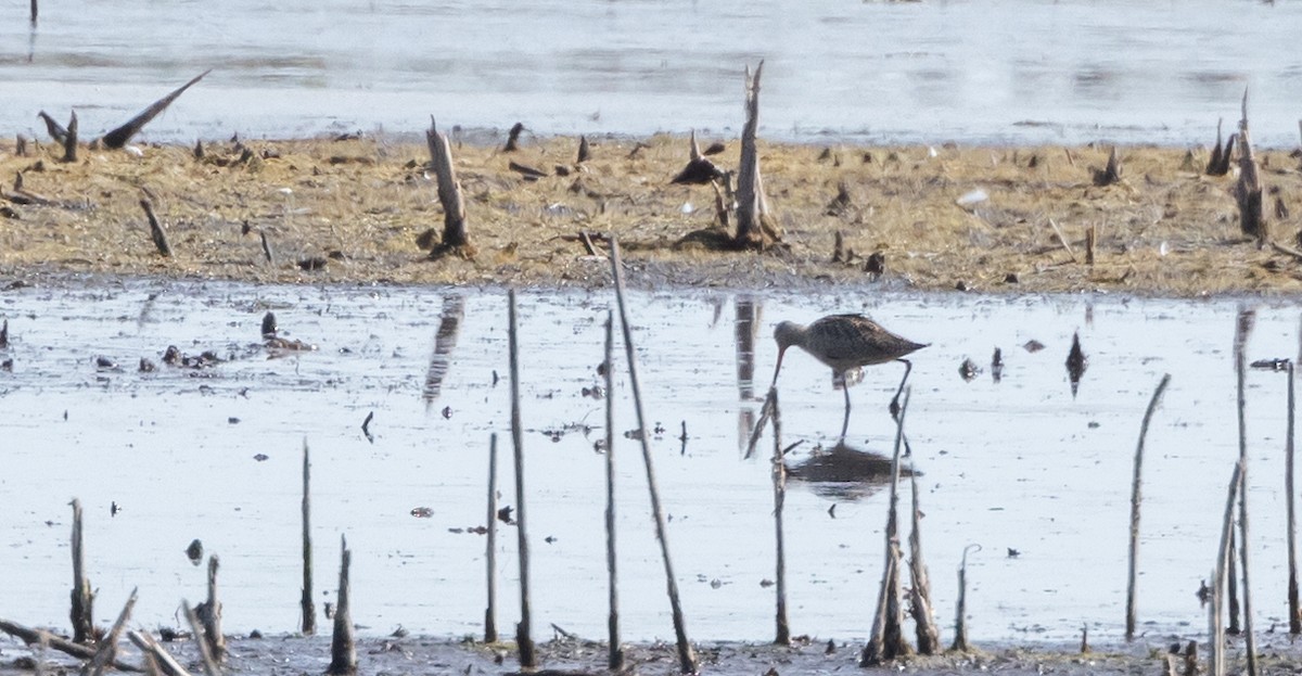 Marbled Godwit - ML642506344