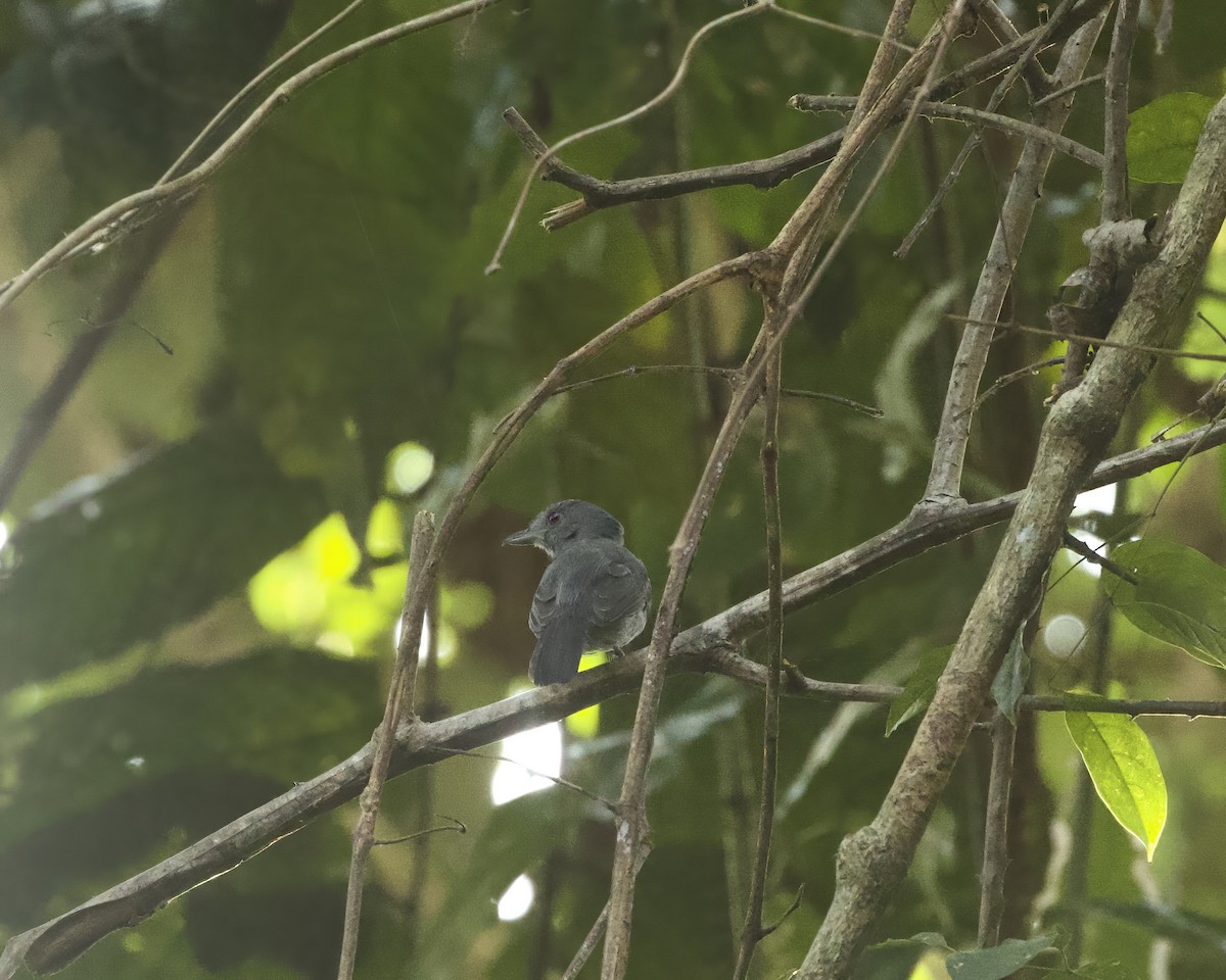 Plain-winged Antshrike - ML642506356