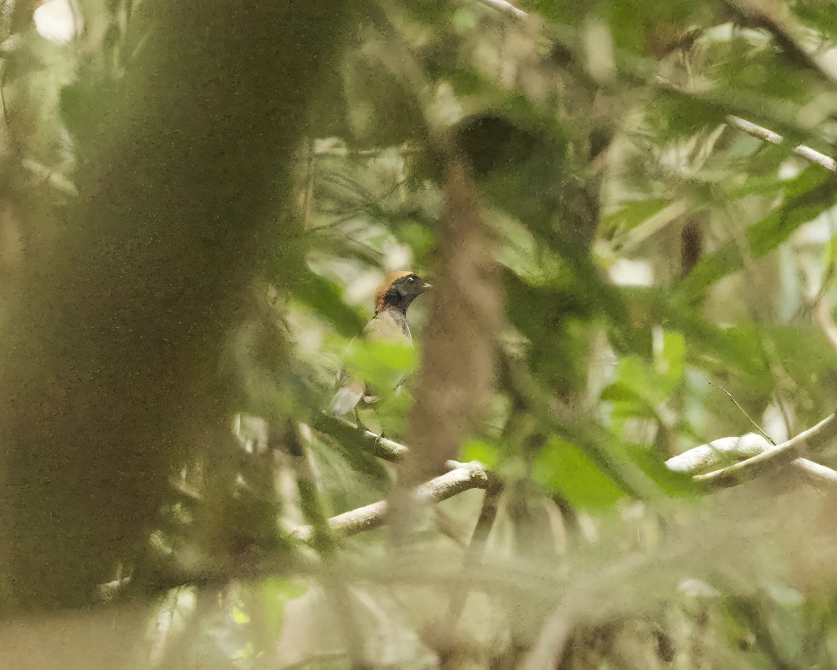 Rufous-capped Antthrush - ML642506375