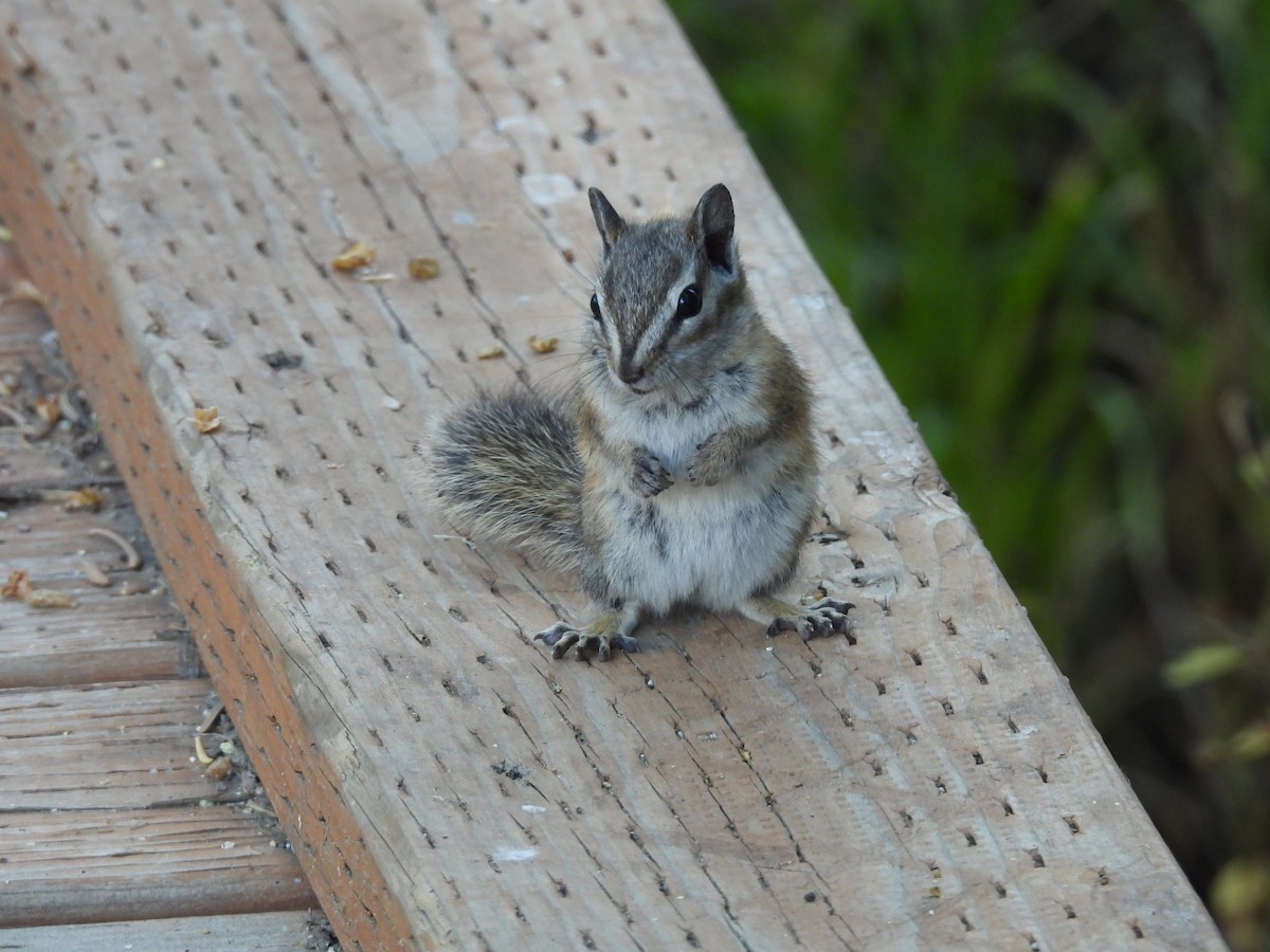 Animals - ML642506376