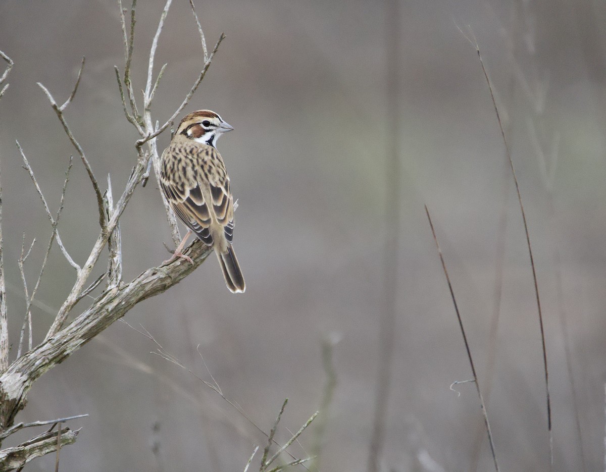 Lark Sparrow - ML642506408