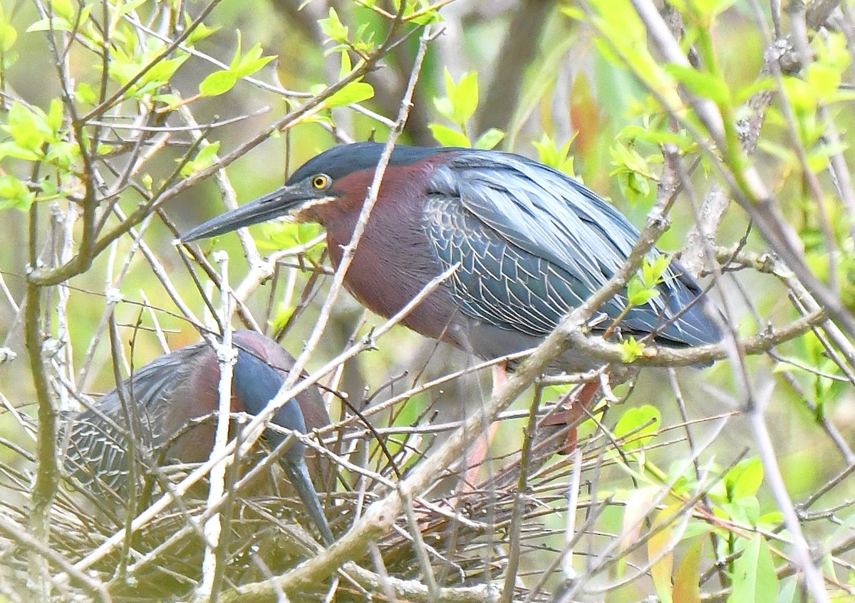 Green Heron - ML642506476