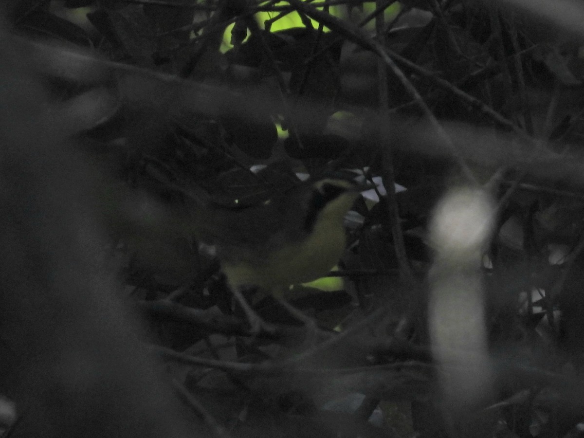 Kentucky Warbler - ML642506490