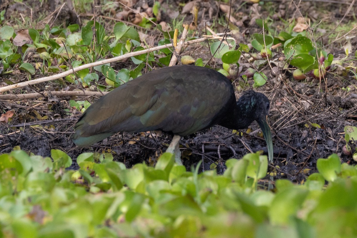 Green Ibis - ML642506493