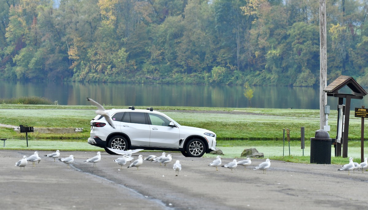 Ring-billed Gull - ML642506560