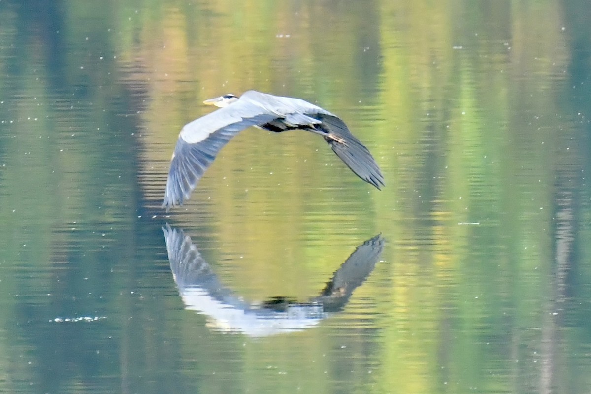 Great Blue Heron - ML642506567