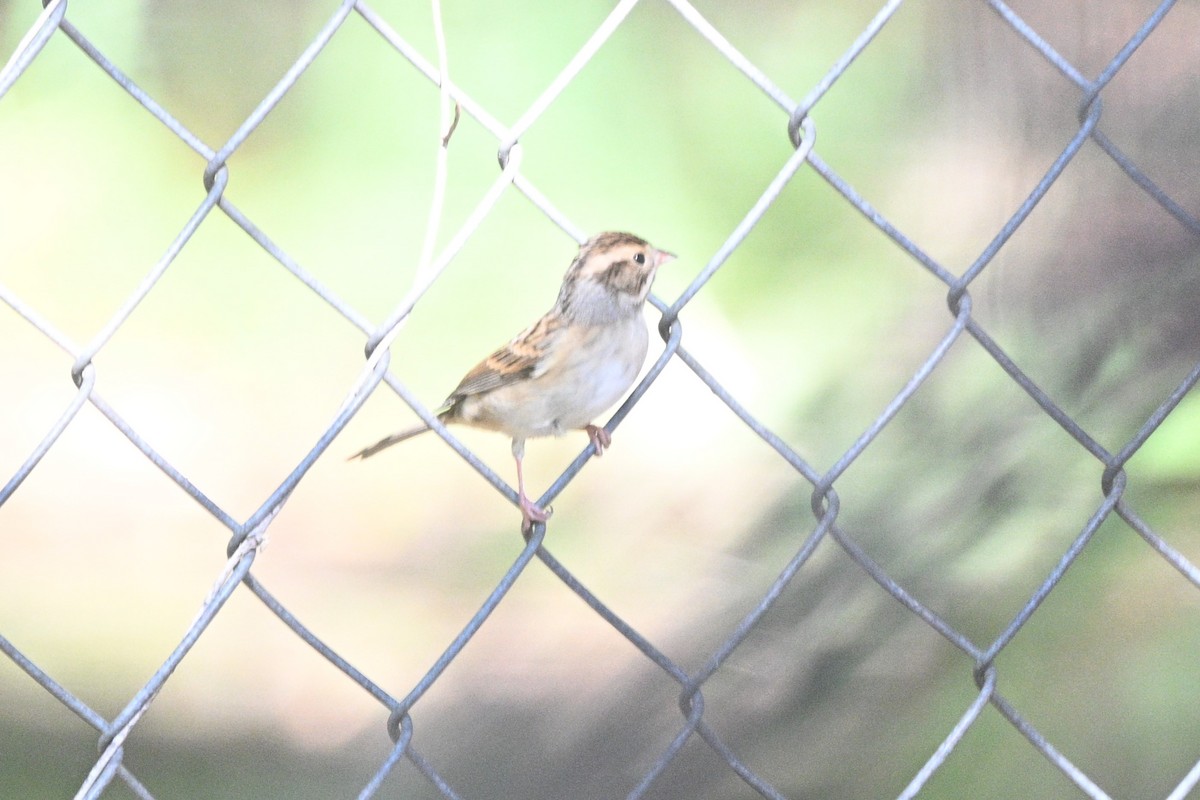 Clay-colored Sparrow - ML642506574