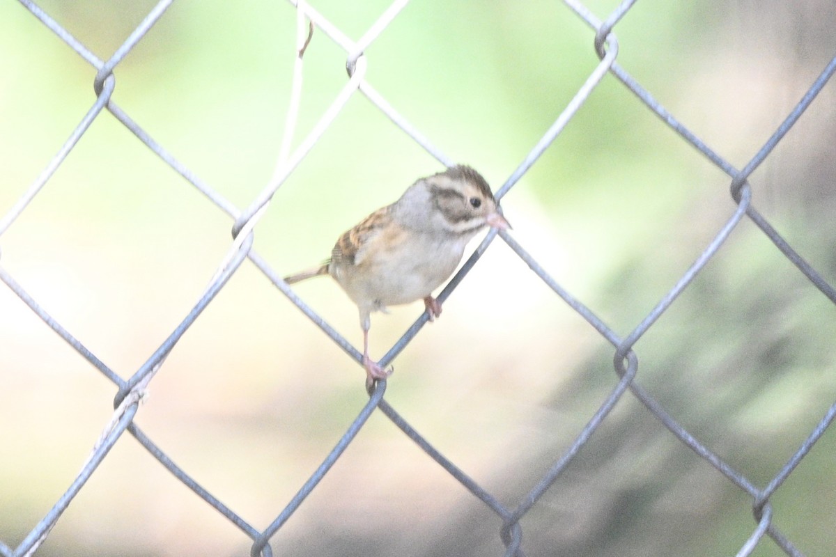 Clay-colored Sparrow - ML642506575