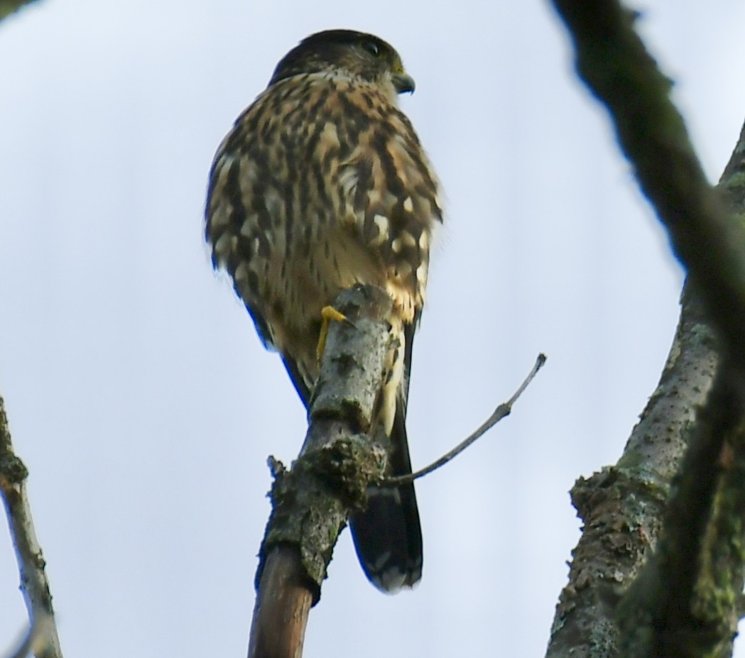 Merlin - ML642506583