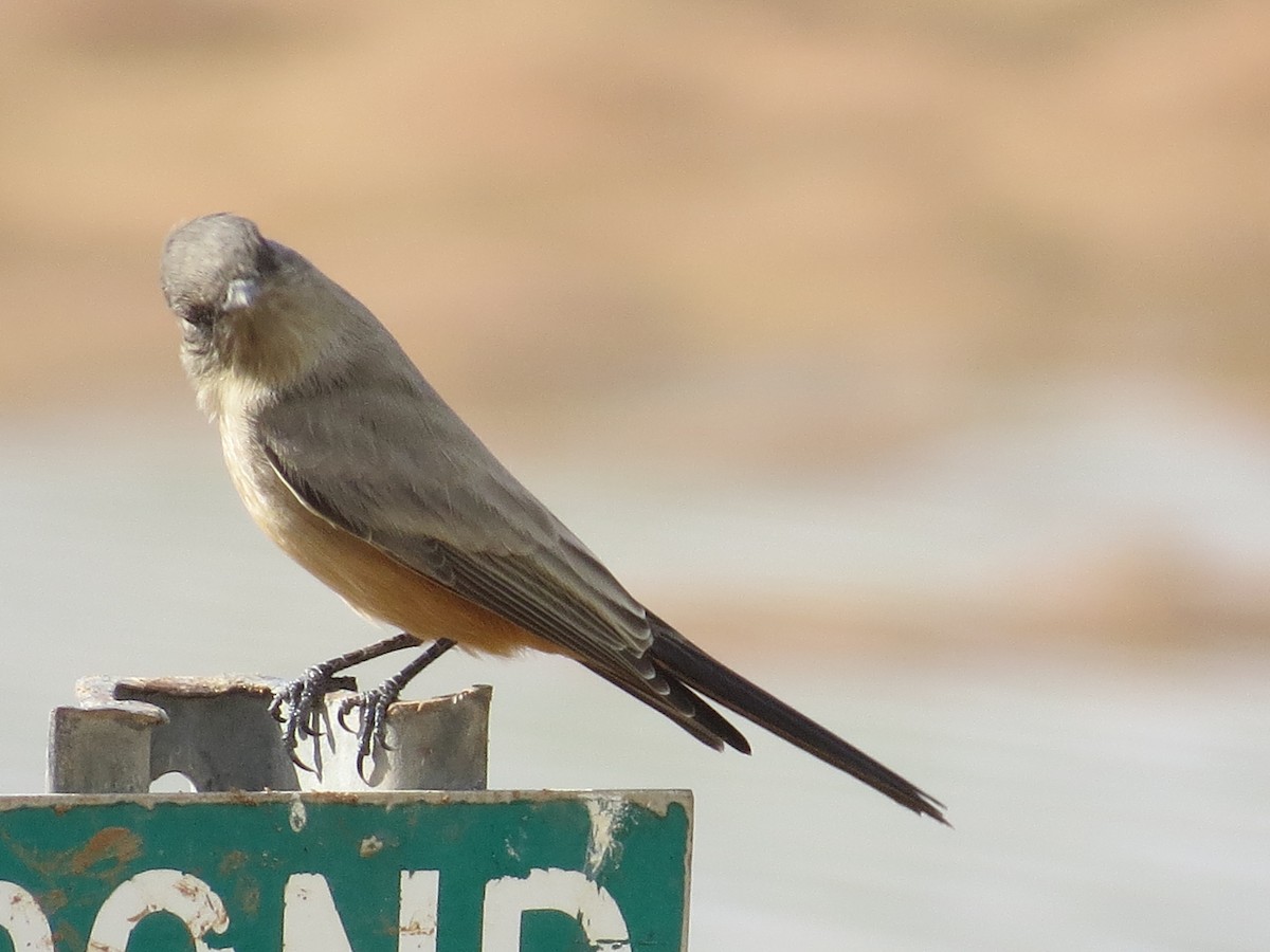 Say's Phoebe - ML642506665