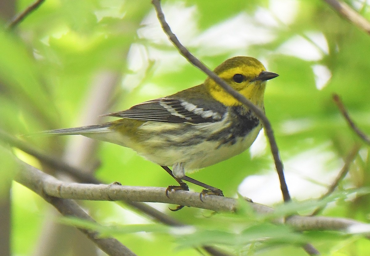 Black-throated Green Warbler - ML642506689