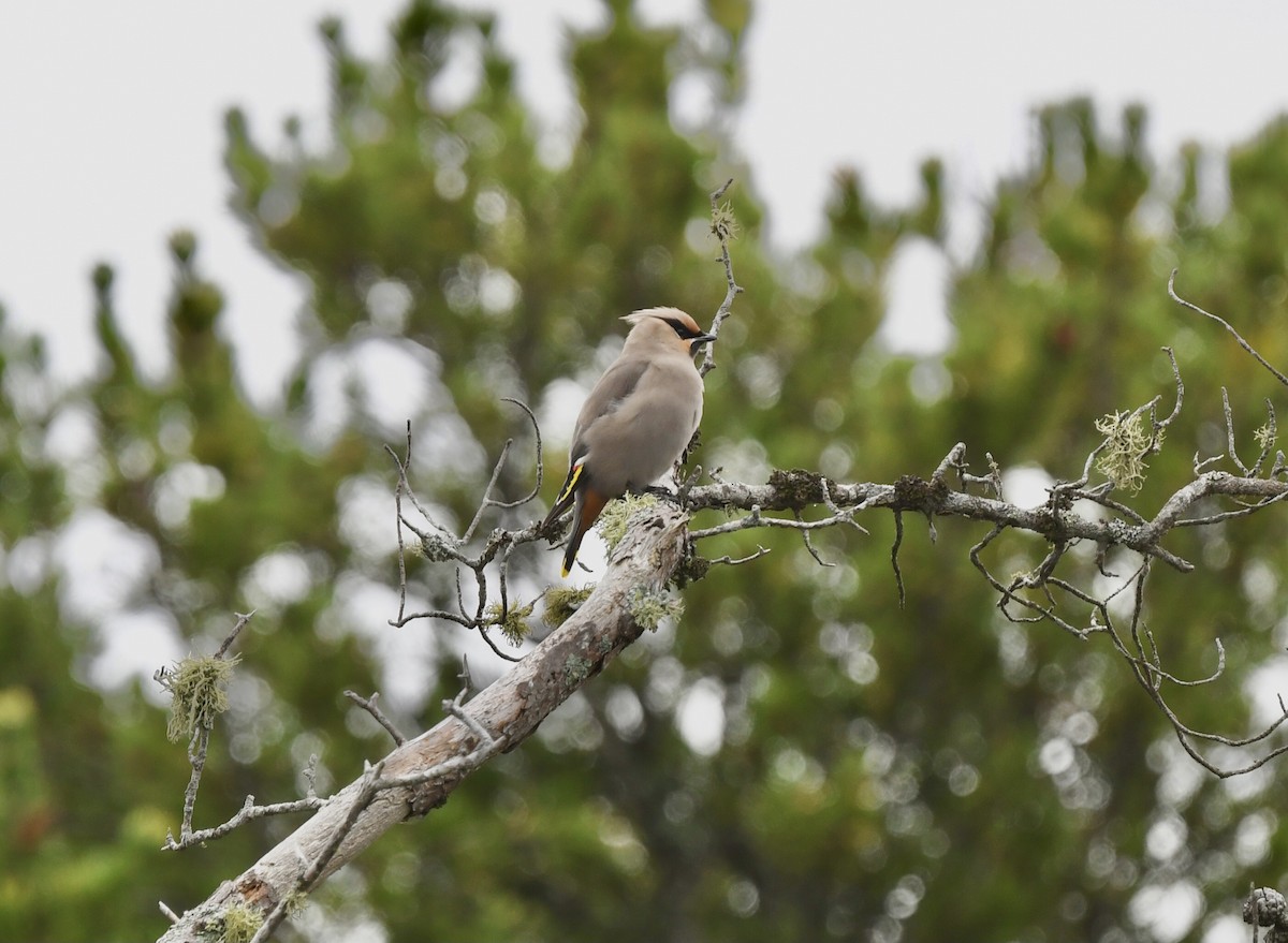 Bohemian Waxwing - ML642506691