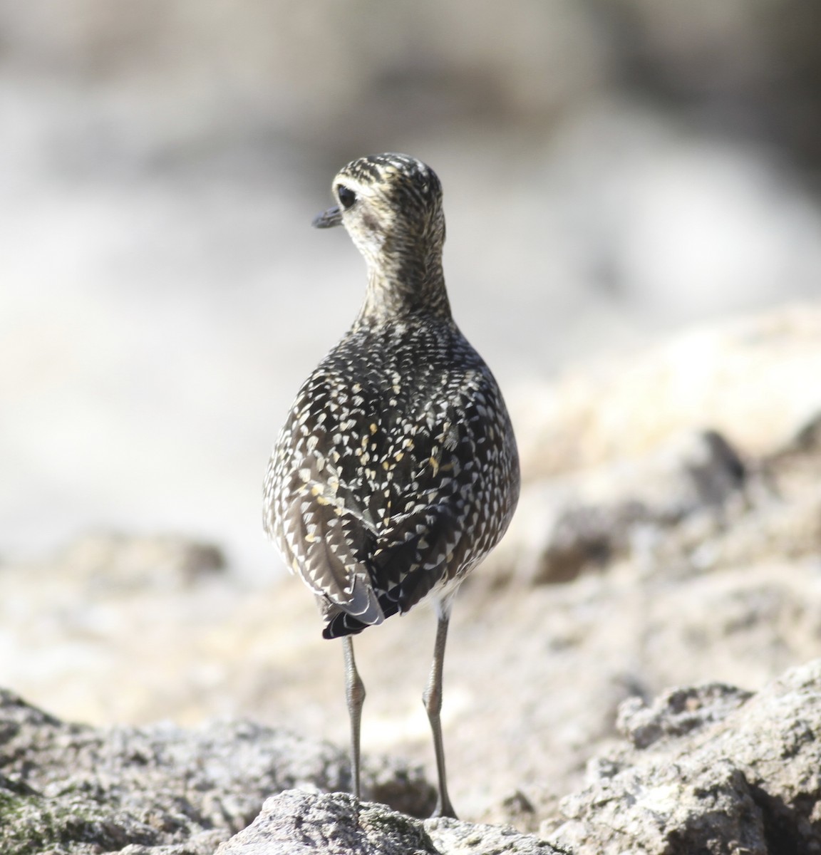 Chorlito Dorado Siberiano - ML64250671